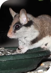 Loirs/lérots Dératisation - Loirs/lérots