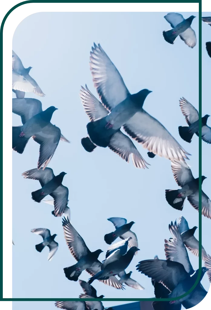 Dépigeonnage - Pigeons qui volent