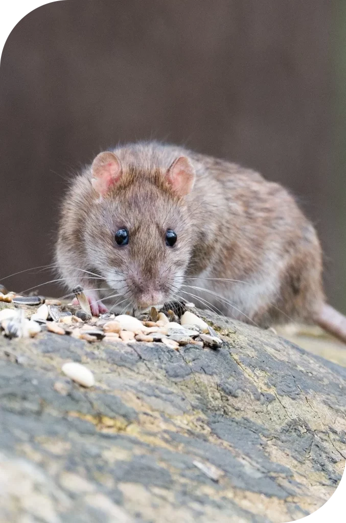 Dératisation - Rat/souris