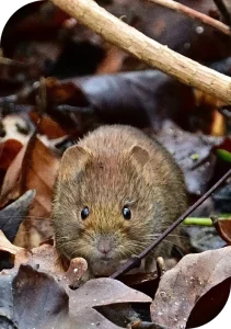 Campagnol Dératisation - Campagnol