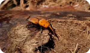 Désinsectisation - Charançon