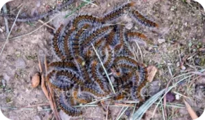 Désinsectisation- Chenilles processionnaires