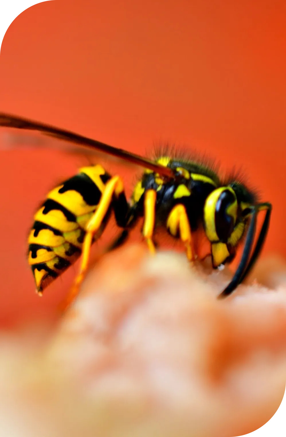 Guêpes Guêpes et frelons - Guêpes