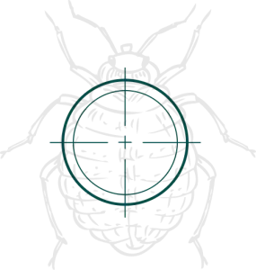 Désinsectisation - Cible Punaise de lit