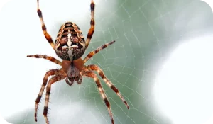 Désinsectisation - Araignée