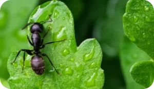 Désinsectisation - fourmis