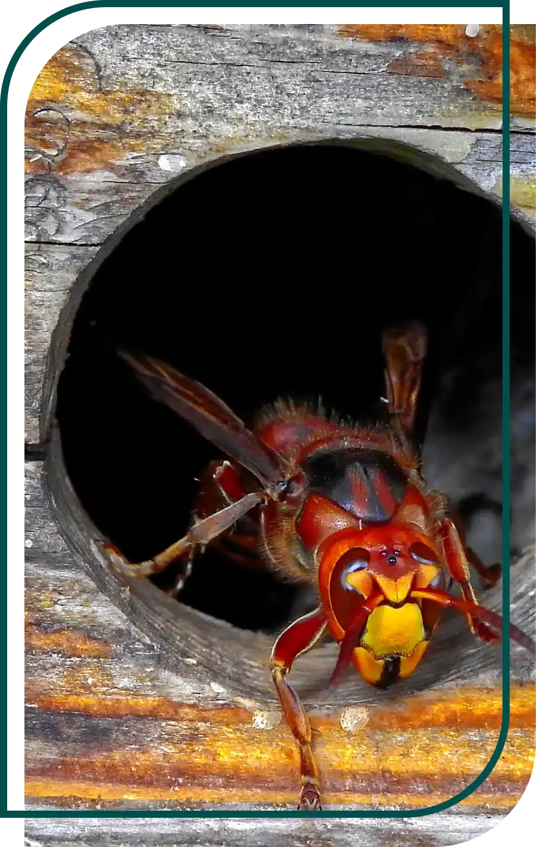 Frelons Guêpes et frelons - Frelons