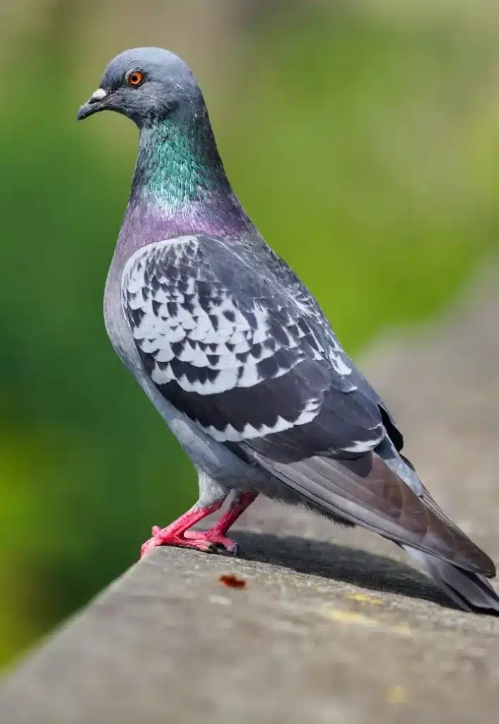 Dépigeonnage - Pigeon
