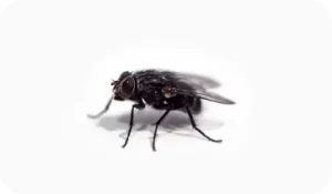 Désinsectisation - Mouche