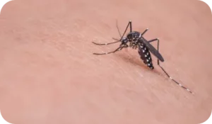 Désinsectisation - Moustique