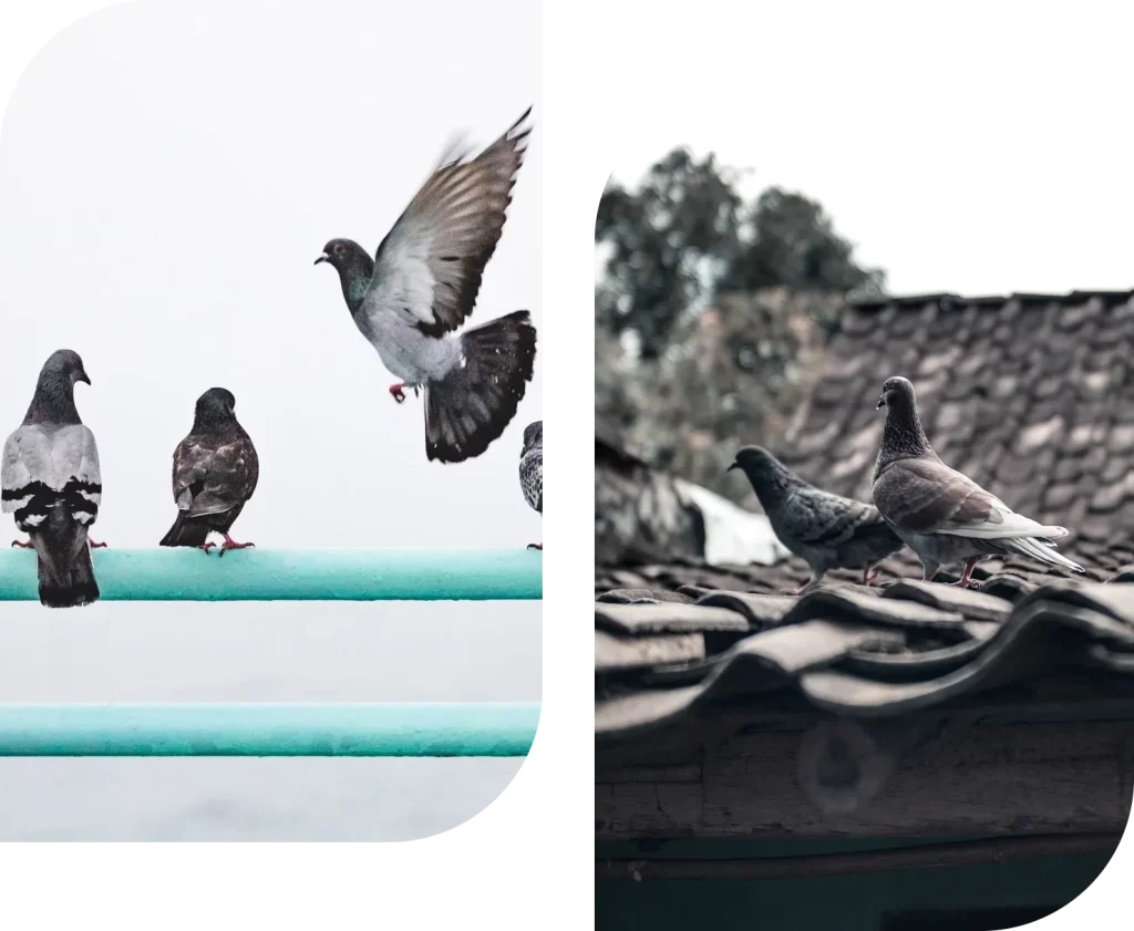Dépigeonnage - Pigeons