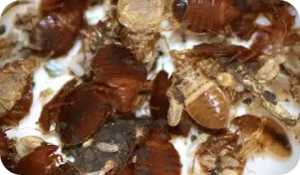 Désinsectisation - Punaise de lit