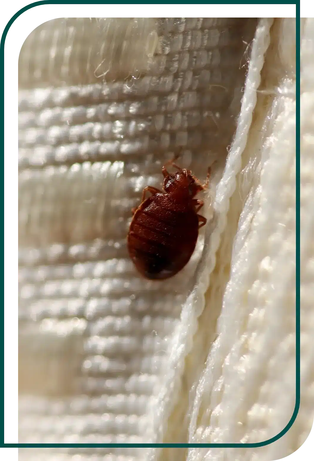 Punaise de lit Désinsectisation - Punaise de lit