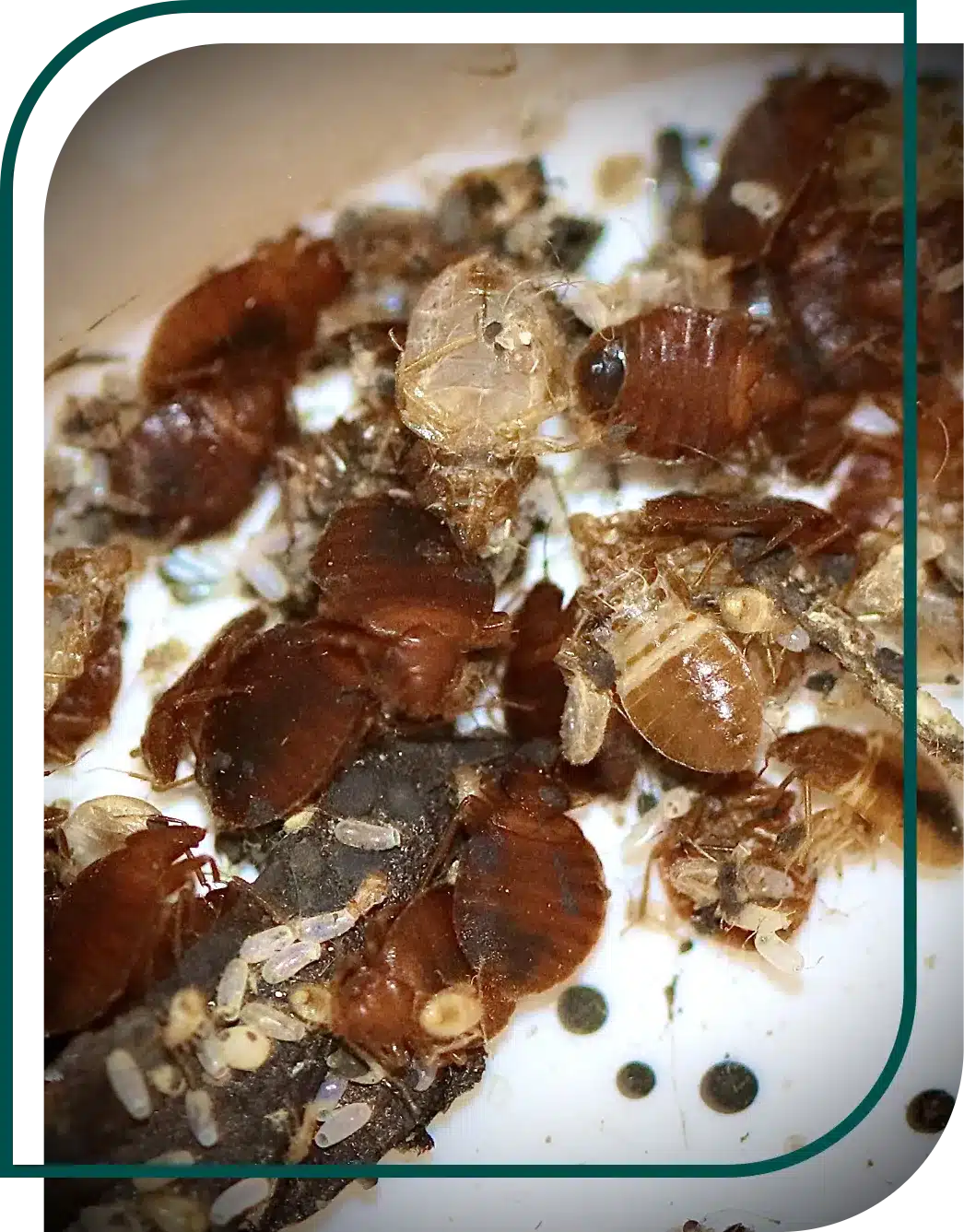 Punaise de lit Désinsectisation - Punaise de lit