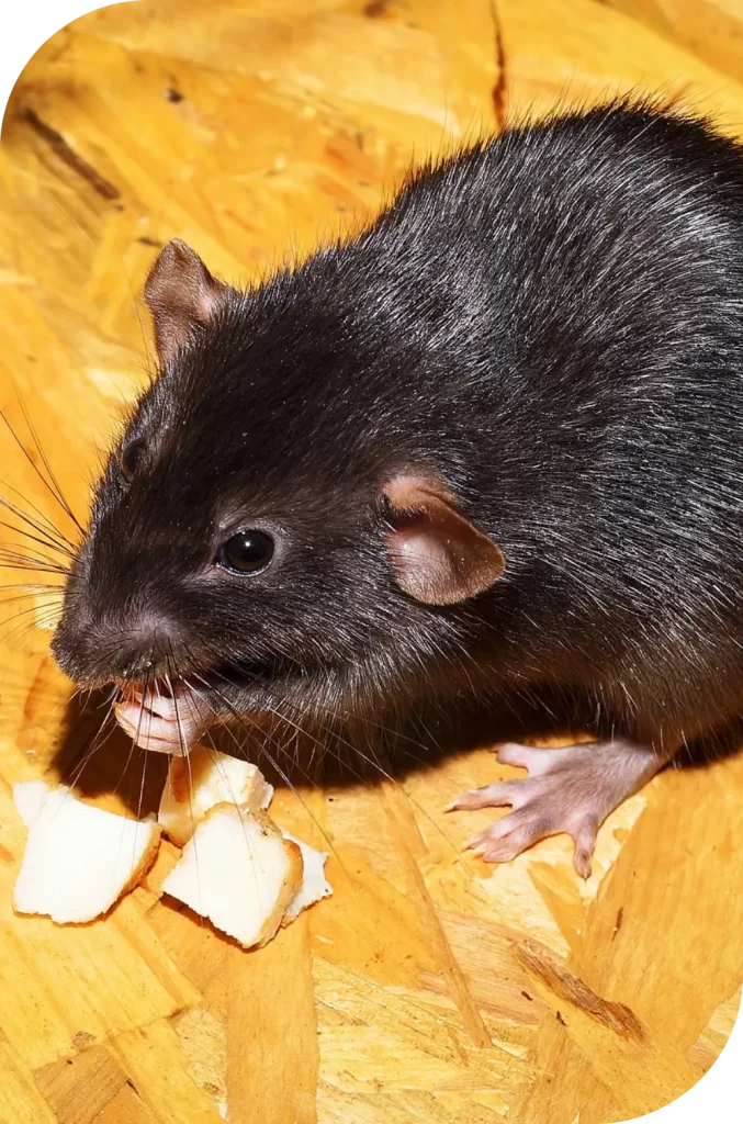 Dératisation - Rat noir
