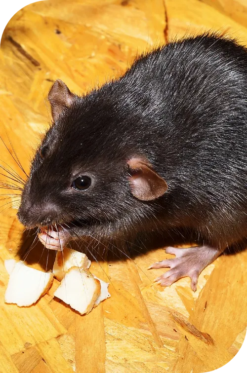 Dératisation - Le rat noir