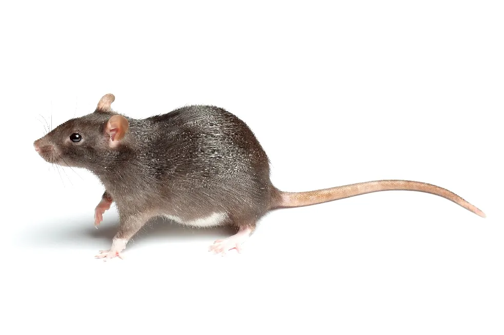 Dératisation - Rat
