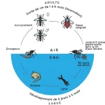 Schéma reproduction du moustique