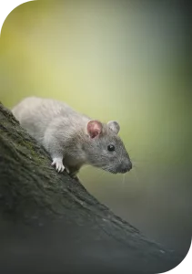 souris-rat Dératisation - Rat/souris