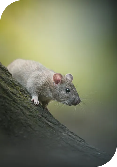 Dératisation - Rat/souris