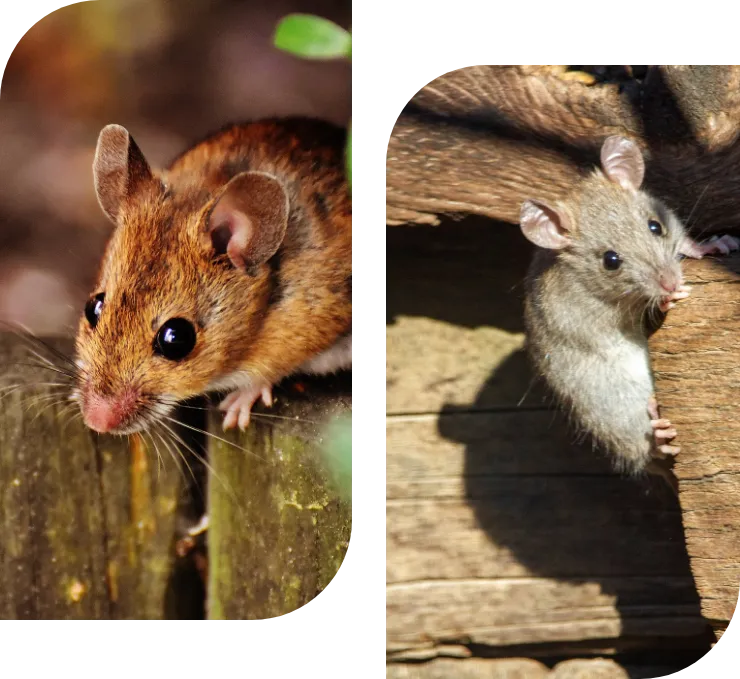 Dératisation - Souris et Rat