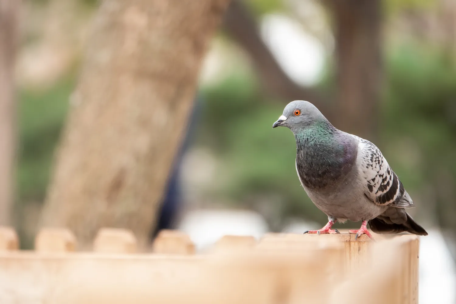 Dépigeonnage à Valence : protection et nettoyage des fientes