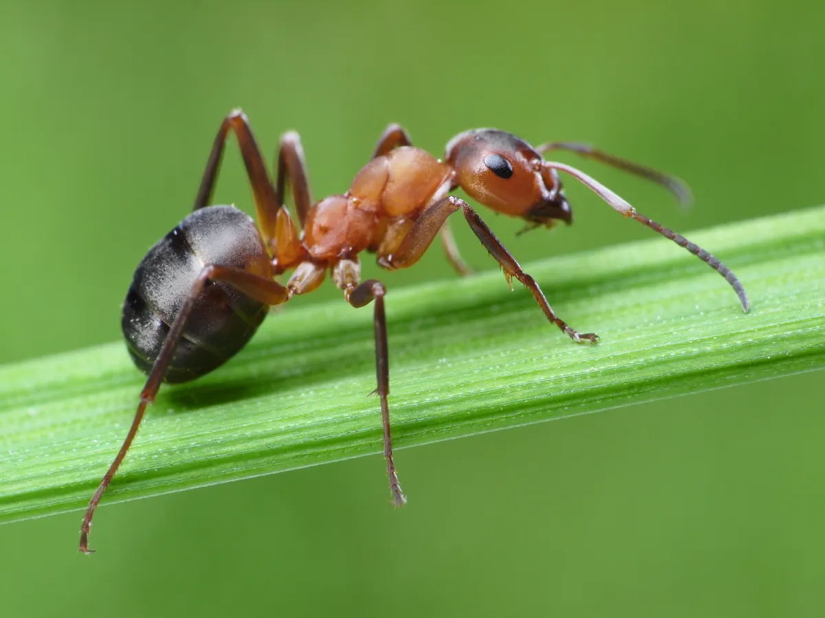 Élimination des fourmis à Chambéry (73000) par Univers Nuisibles