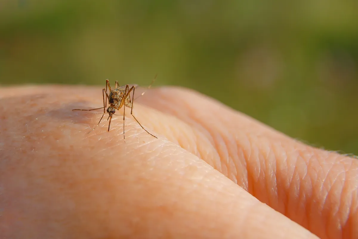 Traitement anti-moustiques à Valence (Drôme) : brumisation et larvicide