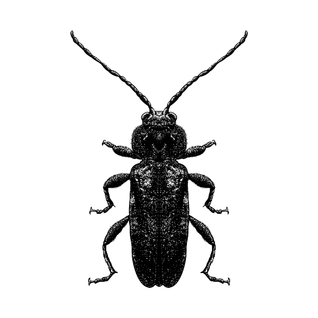 Insectes xylophages : identification, risques et traitement