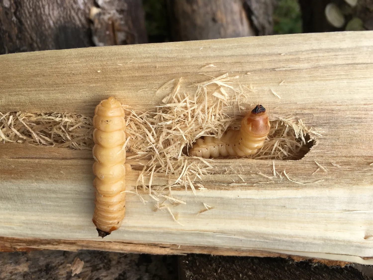 Traitement des insectes xylophages à Chambéry (73000)