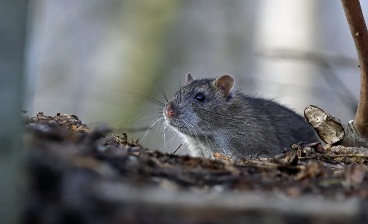 Rats et souris : identification, risques et traitement