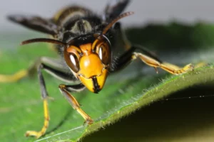 Vespa velutina