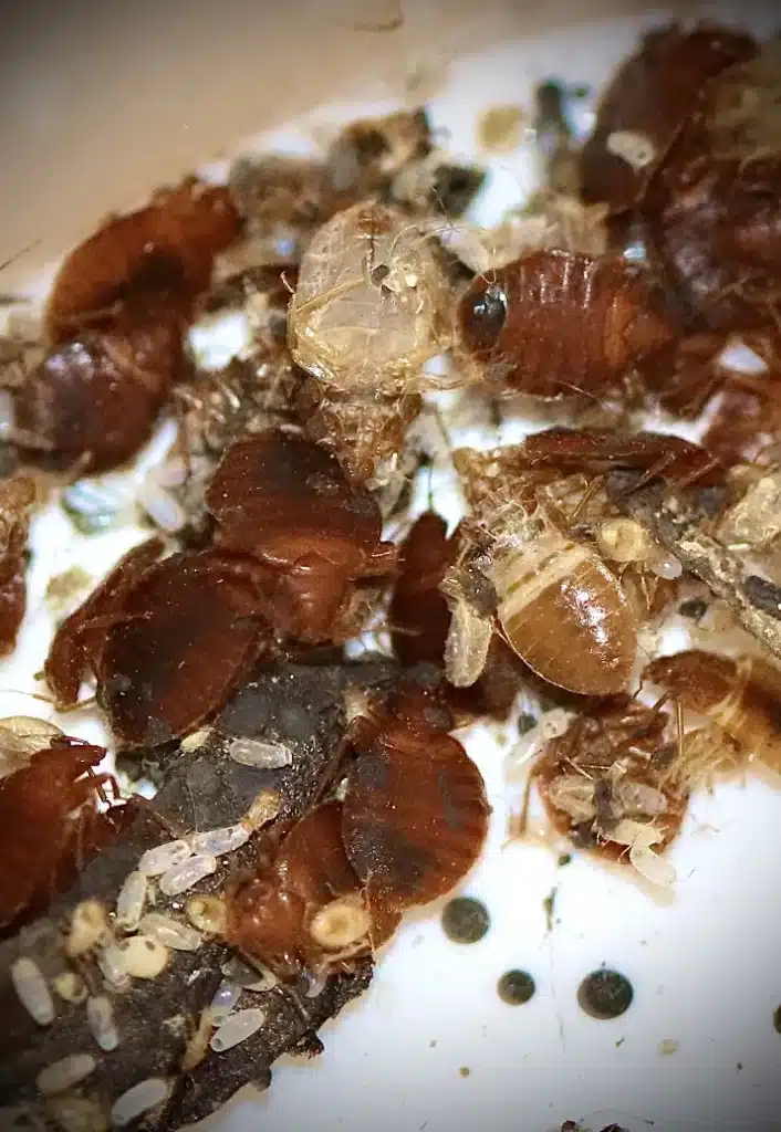 Traitement punaises de lit à Chabeuil (26120) – Univers Nuisibles