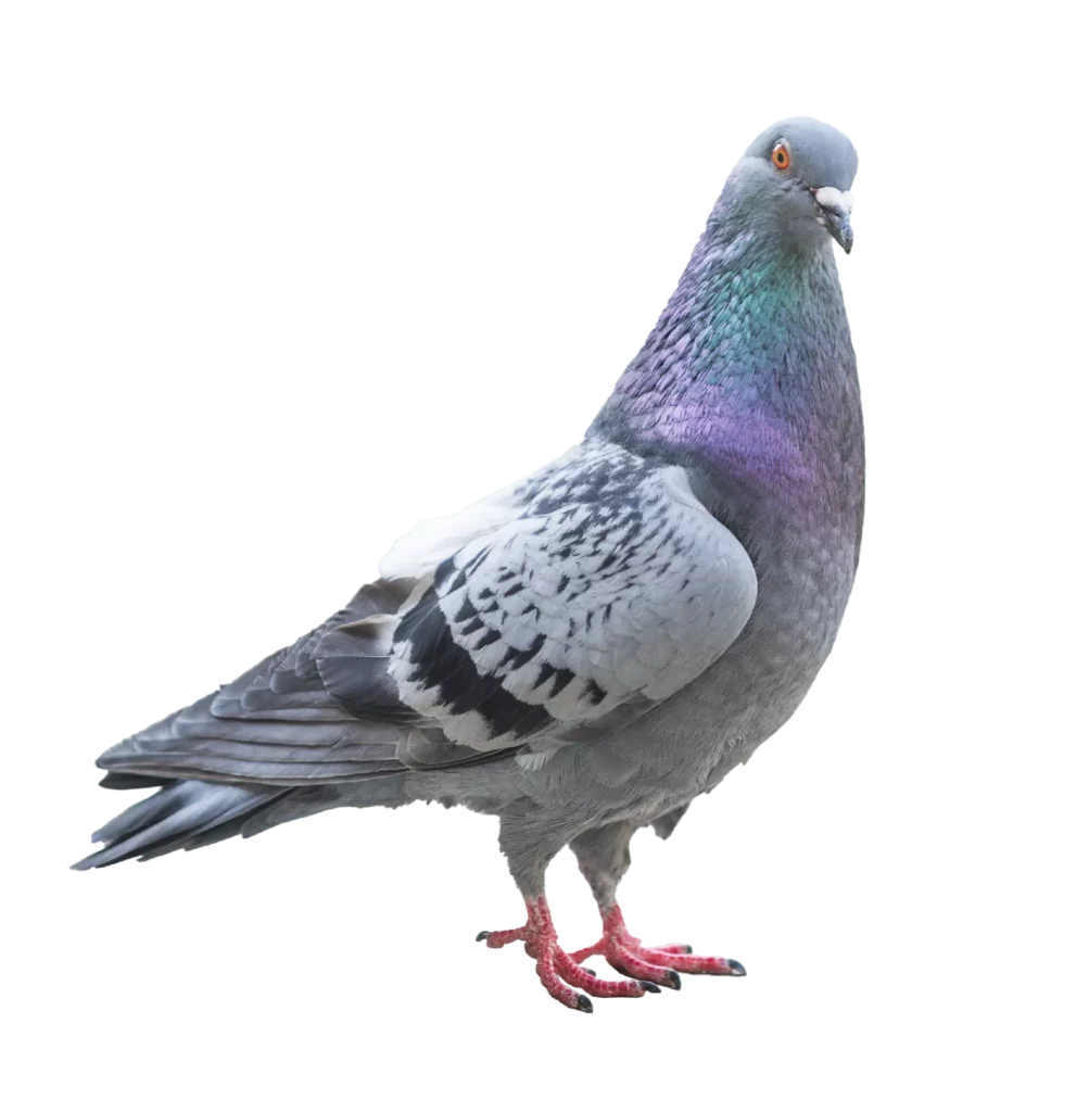 Pigeons : identification, risques et traitement
