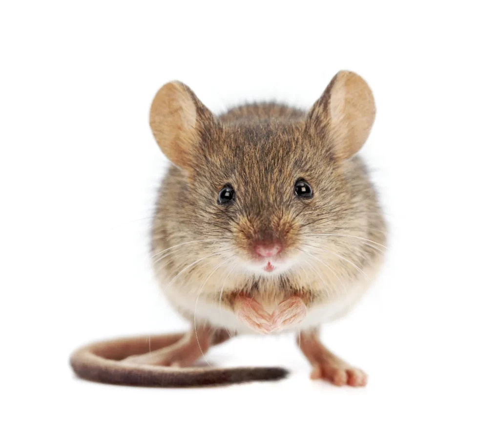 Souris : identification, risques et traitement