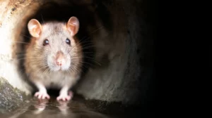 Rat brun (surmulot)