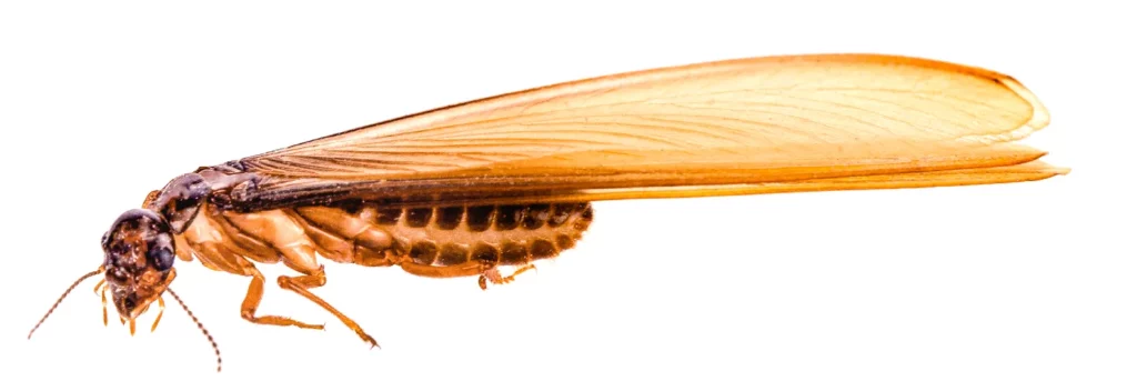 Termites : identification, risques et traitement