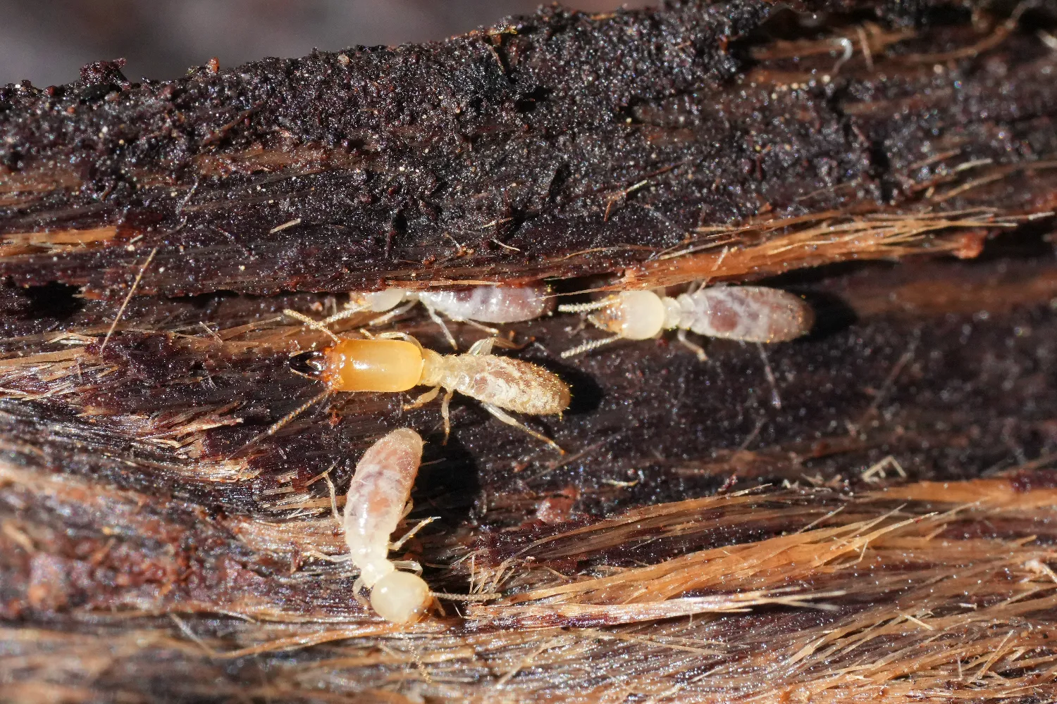 Termites : identification, risques et traitement