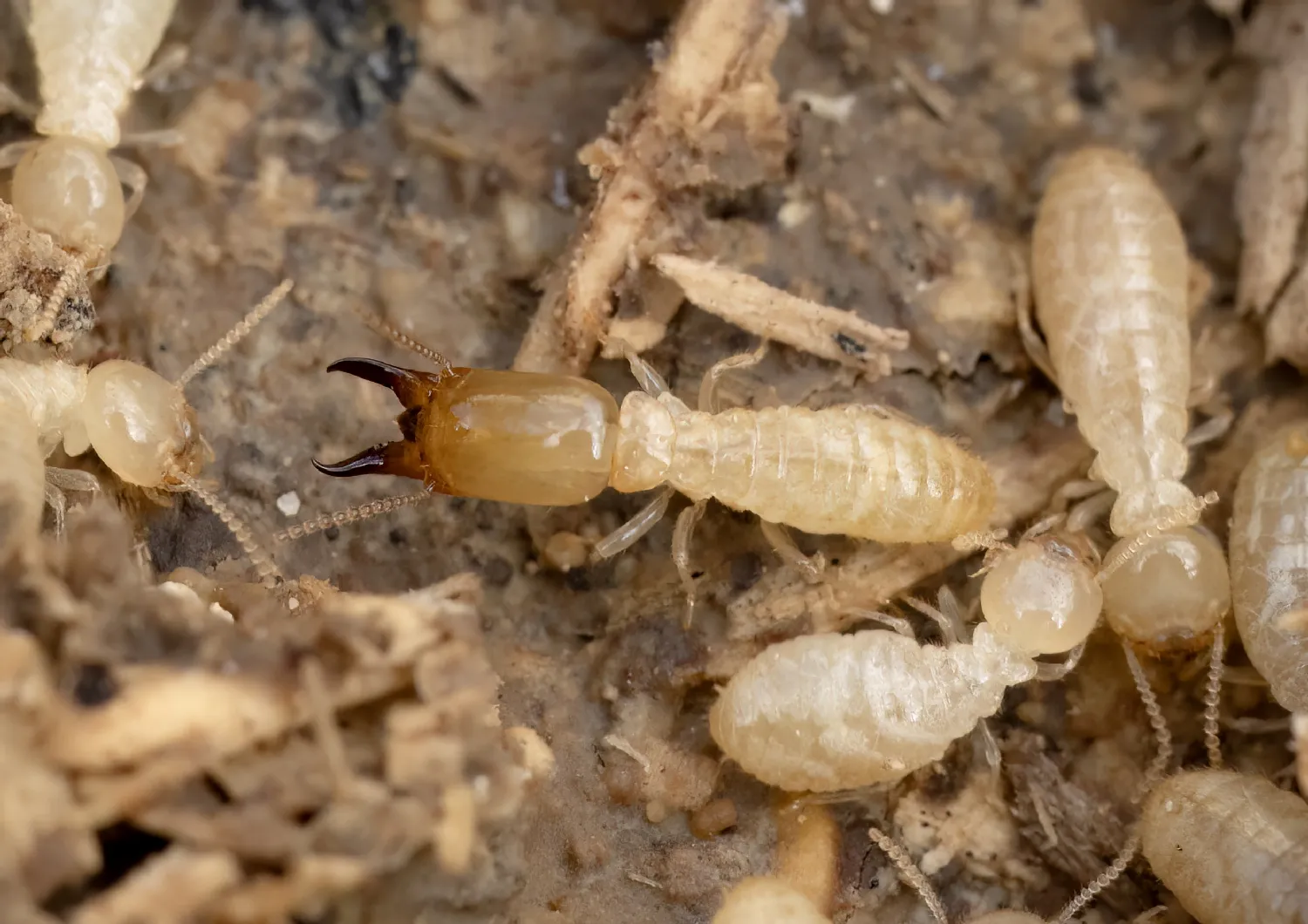 Traitement anti-termites à Chambéry (73000) par Univers Nuisibles