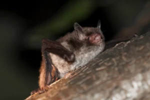 Murin de Daubenton (Myotis daubentonii)