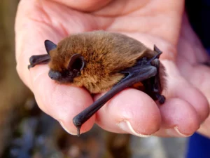 Pipistrelle commune (Pipistrellus pipistrellus)