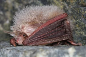 Sérotine commune (Eptesicus serotinus)